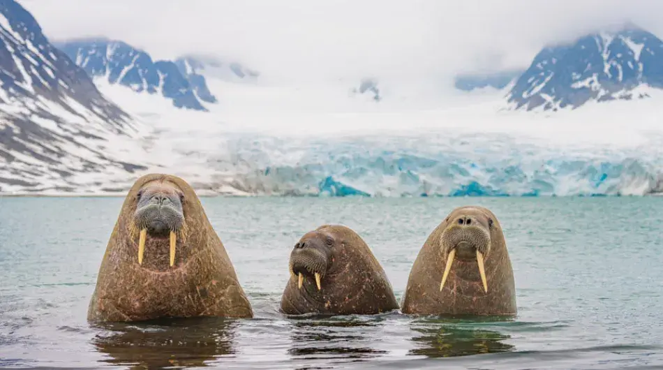 Three Walrus in the Arctic with mountains and a calm bay in background
