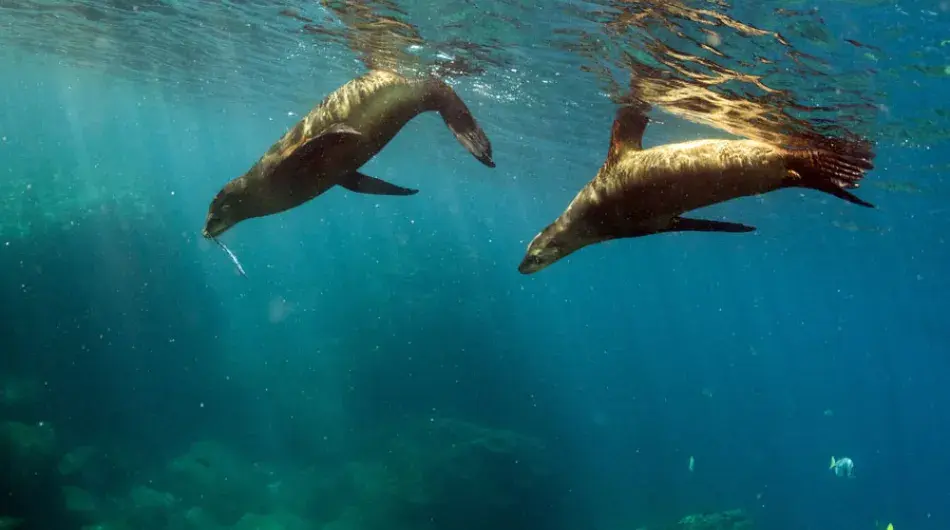 Sea Lions underwater