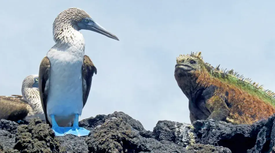 Blue footed boobie sitting on rock with marine iguana
