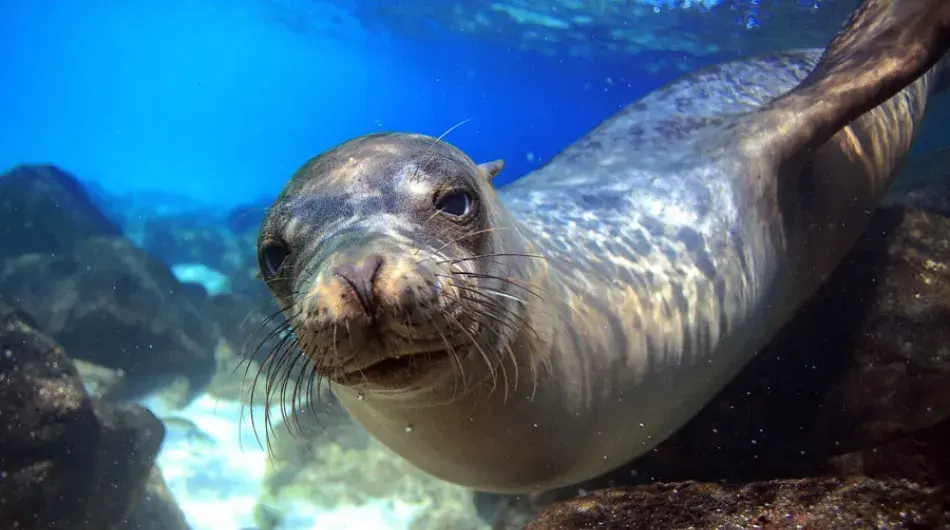 Sea Lion underwater