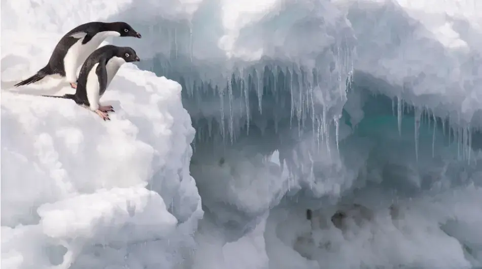 Adelie-Penguin-duo_Joinville-Island_Weddell-Sea_GALLERY