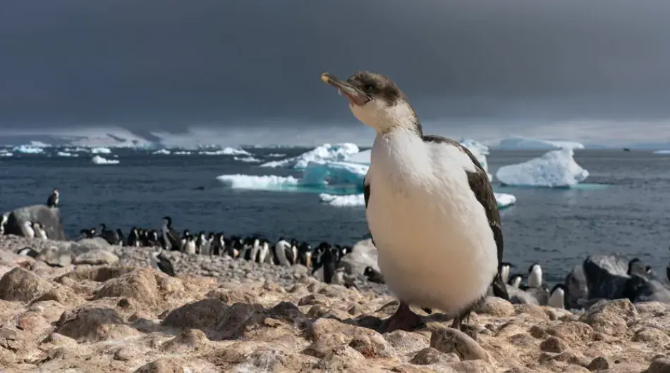 Antarctic-Shag_immature_Paulet-Island_Weddell-Sea_GALLERY