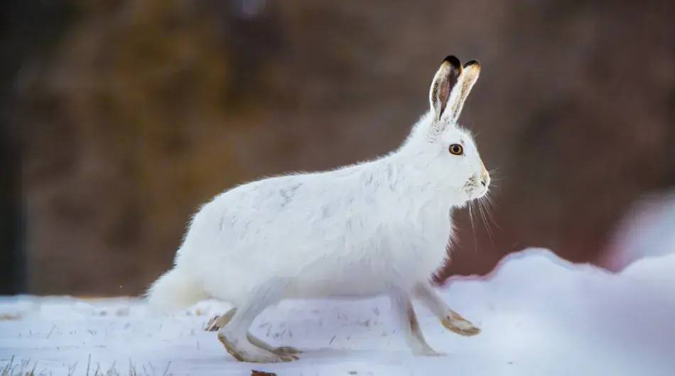 Arctic Hare