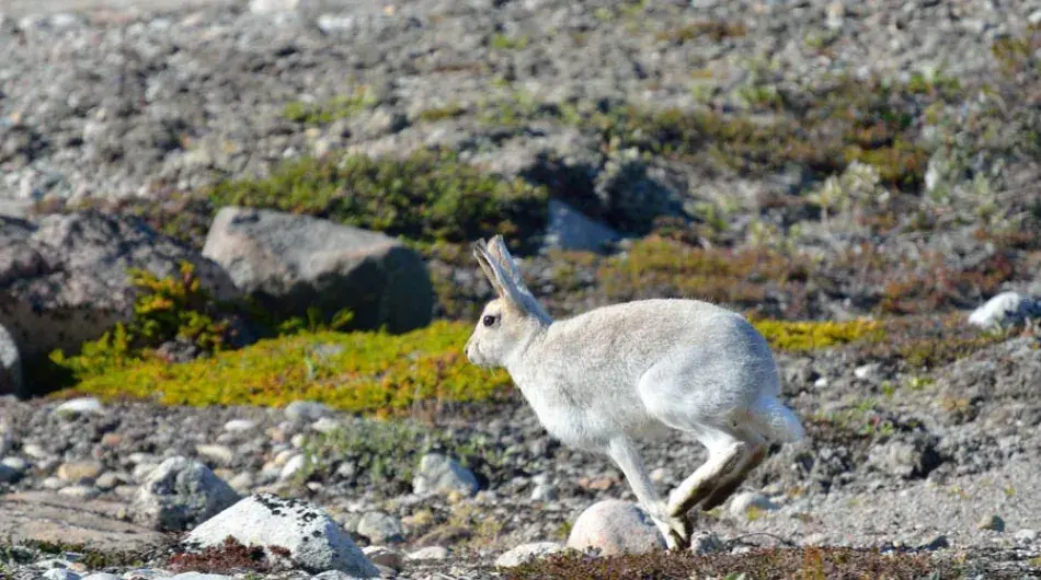 Arctic-Hare-Tundra_G_CA_NWP