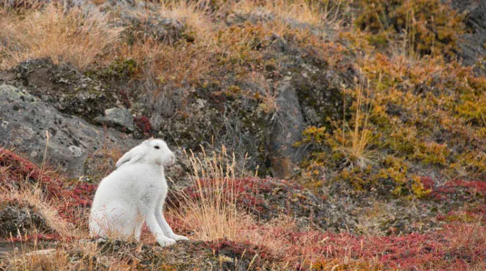 Arctic Hare