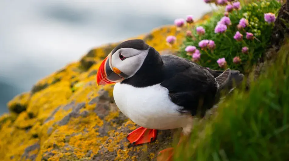Atlantic-Puffin_Canada_Newfoundland_CA_1