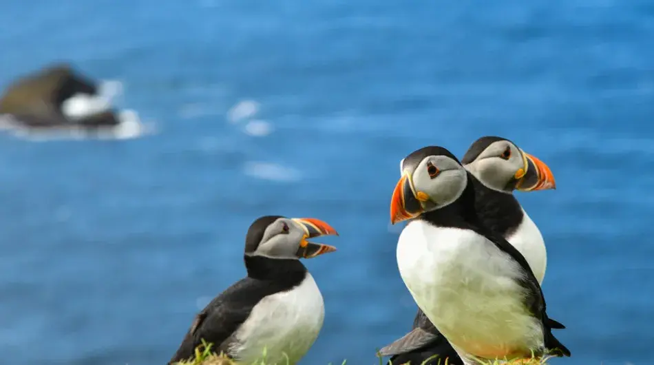 Atlantic Puffins with Grown Chick
