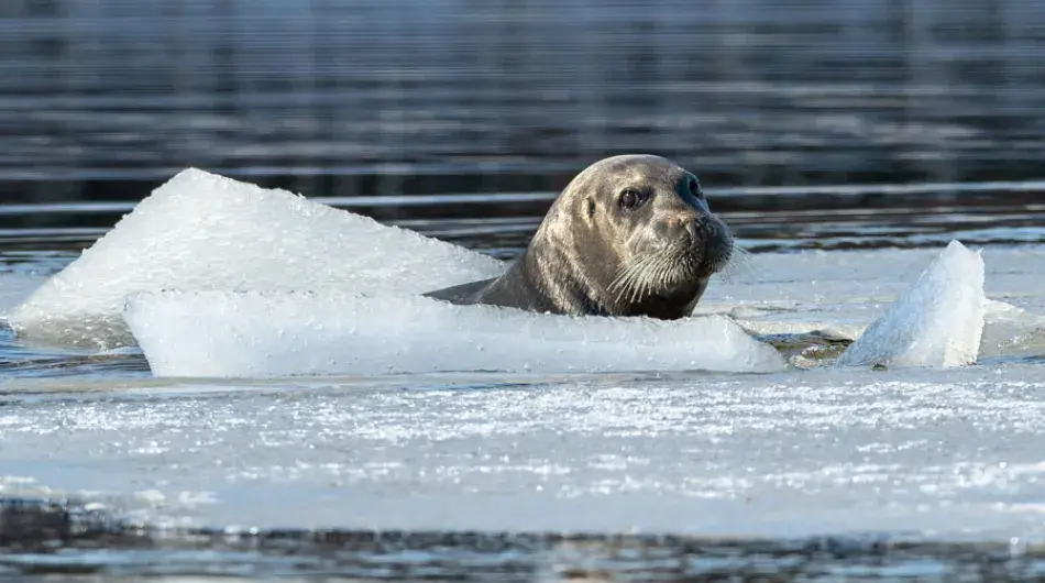 Bearded Seal