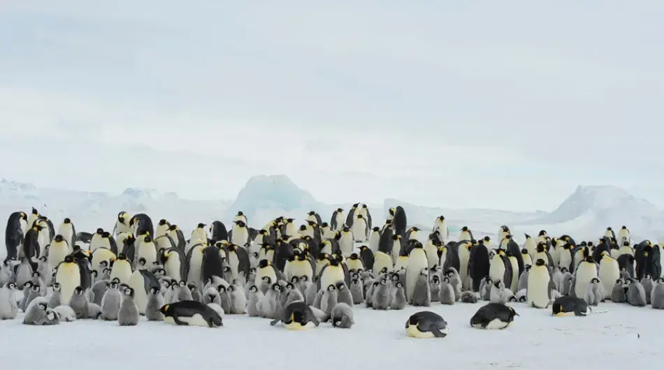 Emperor-Penguin-colony-with-young-chicks_Snow-Hill-Island_Weddell-Sea_GALLERY