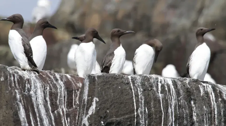 Guillemots Colony 