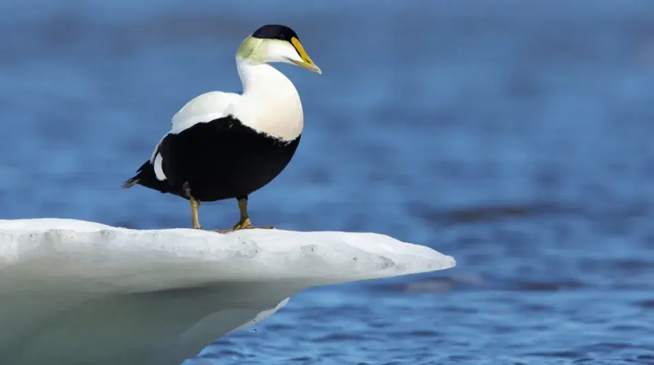 Hudson-Strait_American-Eider_CA