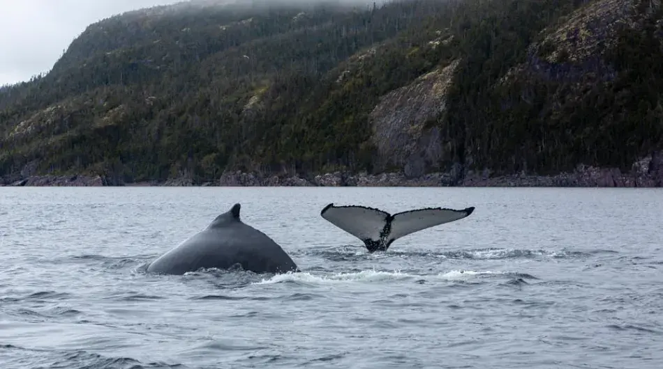 Humpback Whales, Trinity Bay, Newfoundland Labrador