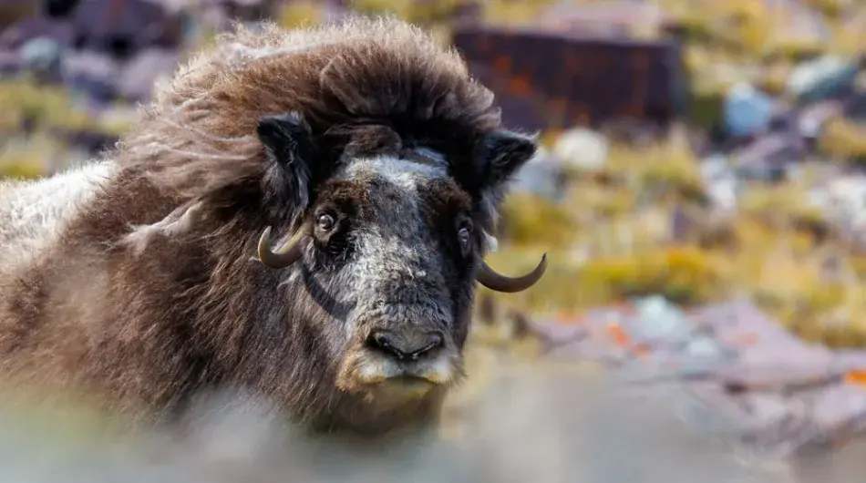 Musk Ox