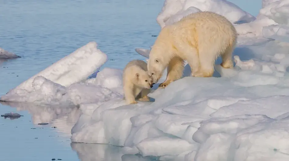 Polar Bear with cub, Hans Island, Ellesmere Island