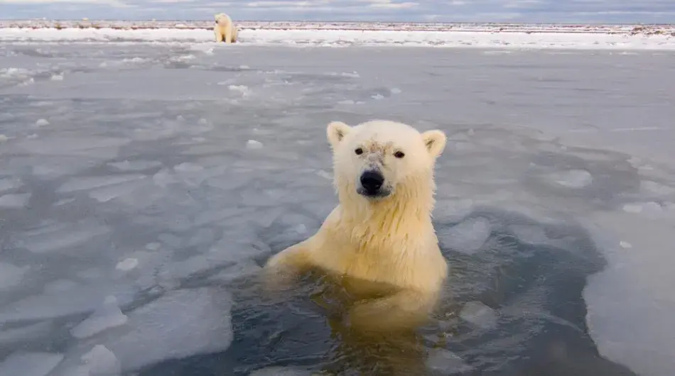 Polar Bear, Ellesmere Island