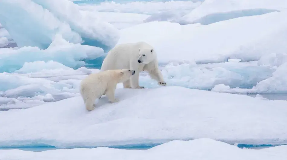 Polar Bear with cub
