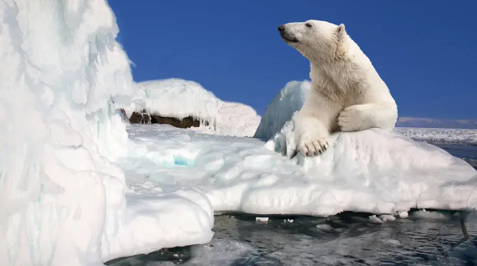 Polar Bear