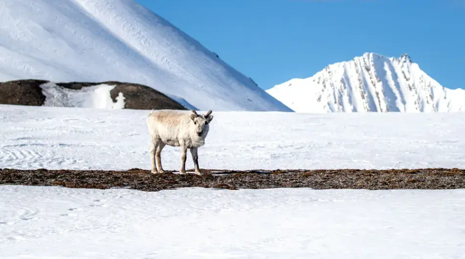 Reindeer, Svalbard