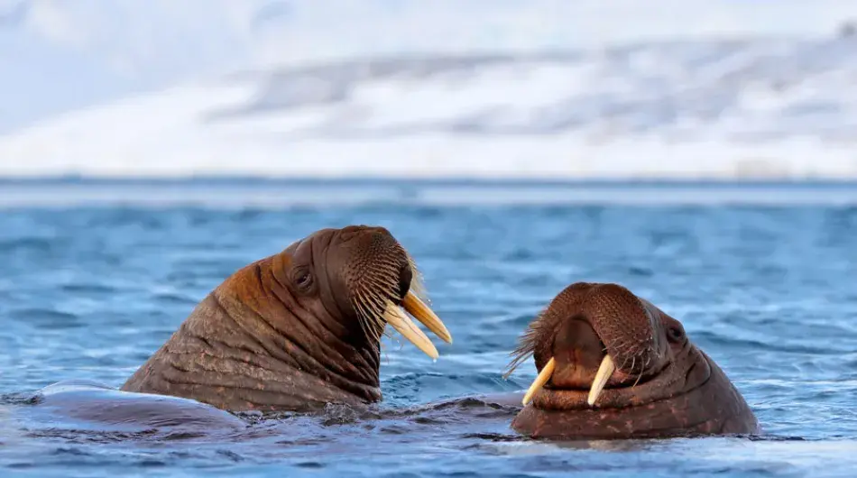 Walrus Duo