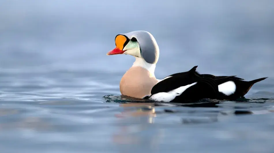 King Eiders