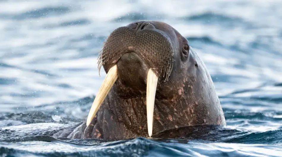 Walrus