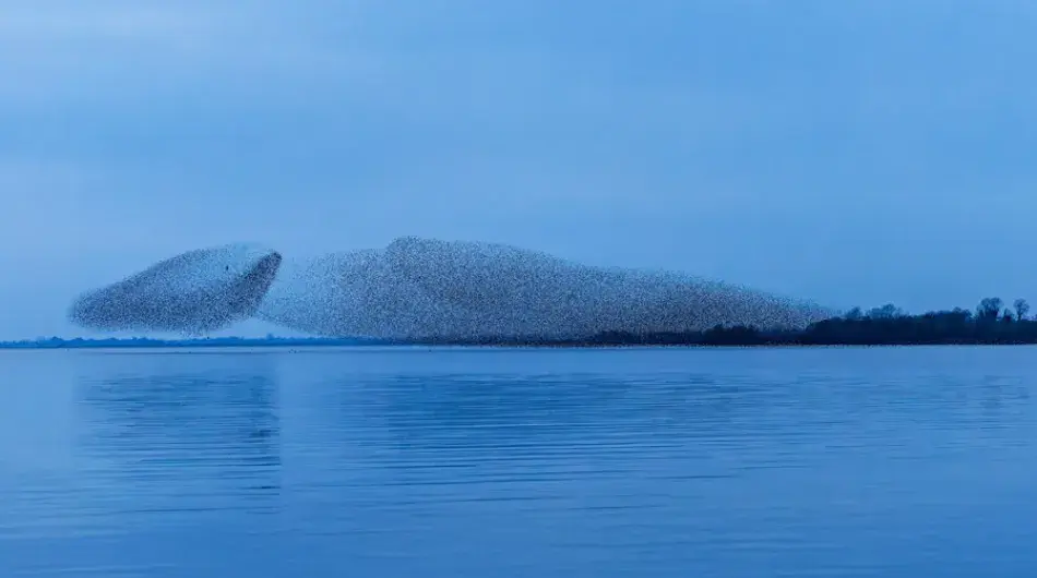 European Starling murmuration over water in Ireland