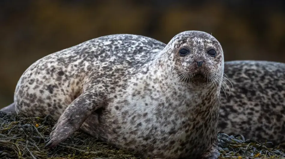 Harbour Seal laying on rocks in the North Atlantic