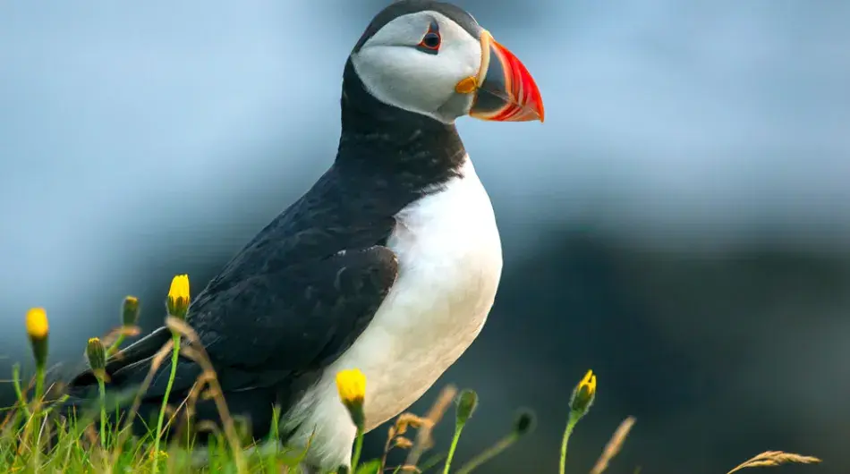 Heimaey-bird_IC_G_SV_CA