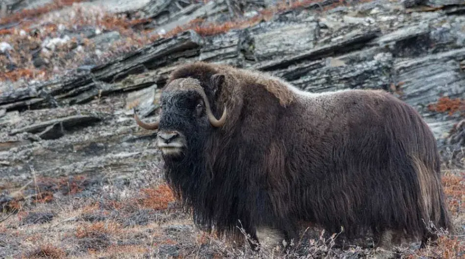 Musk Ox