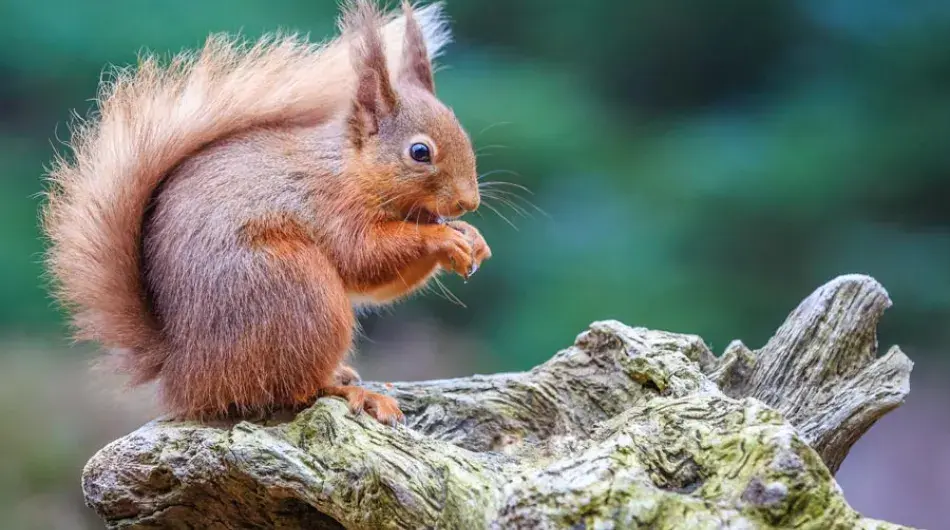 Red Squirrel in Ireland