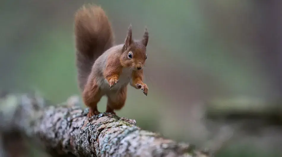 Red Squirrel hopping along branch in Scotland