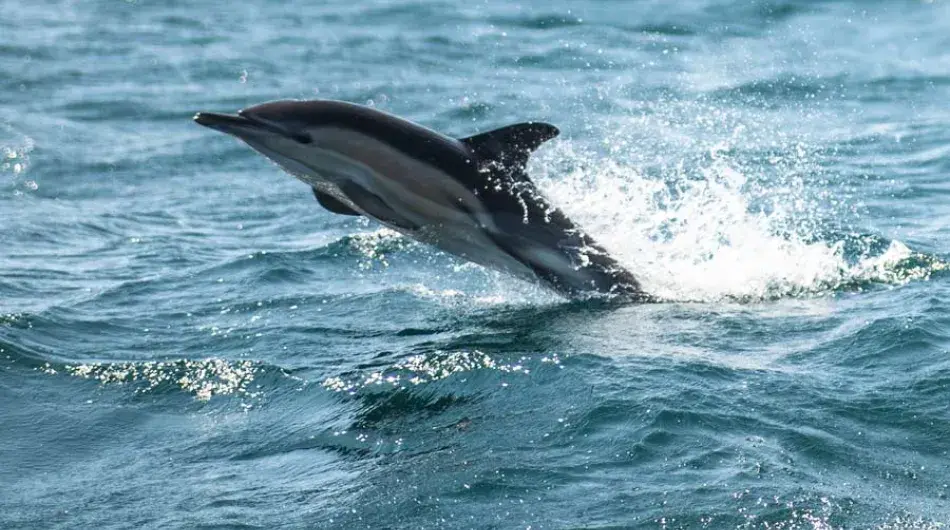 Short-beaked Dolphin in the North Atlantic