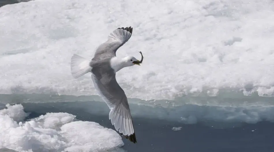 kittiwake_SV_IC_G_CA_NWP
