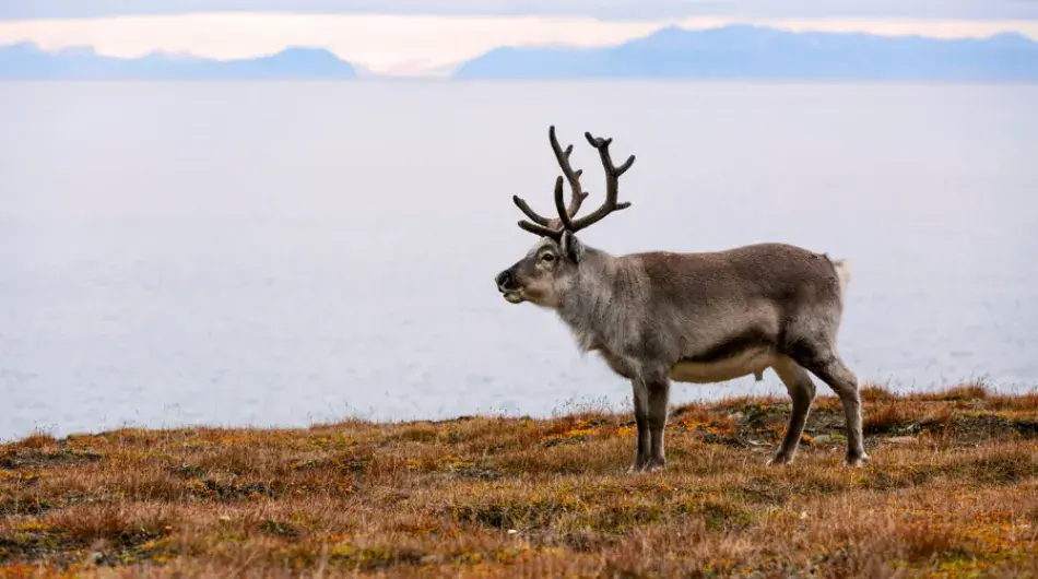 Reindeer in summer