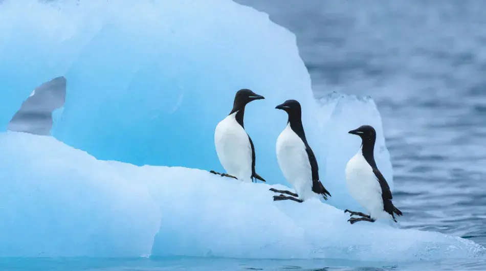 Brunnich's-Guillemot_SV_G_NWP_CA_IC
