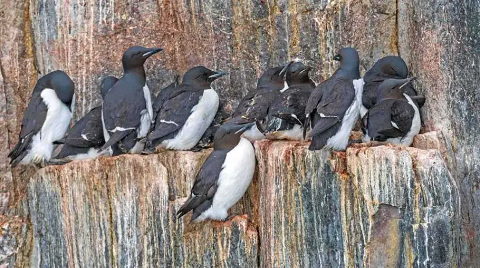 Brunnichs-Guillemots_SV_G_CA_NWP_IC