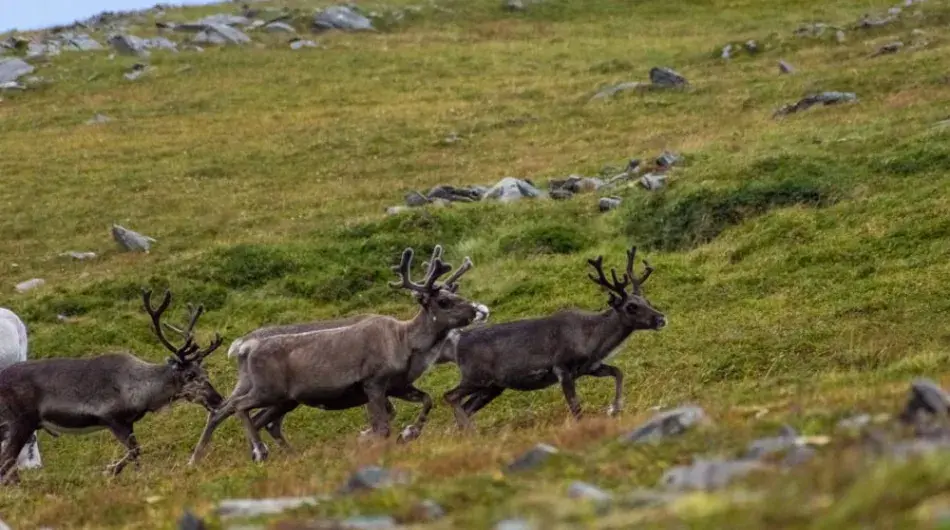 Caribou-in-summer_G_SV_CA