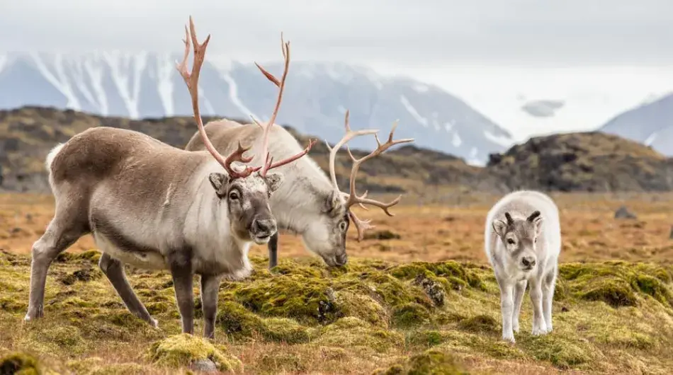 Caribou-with-calf_SV