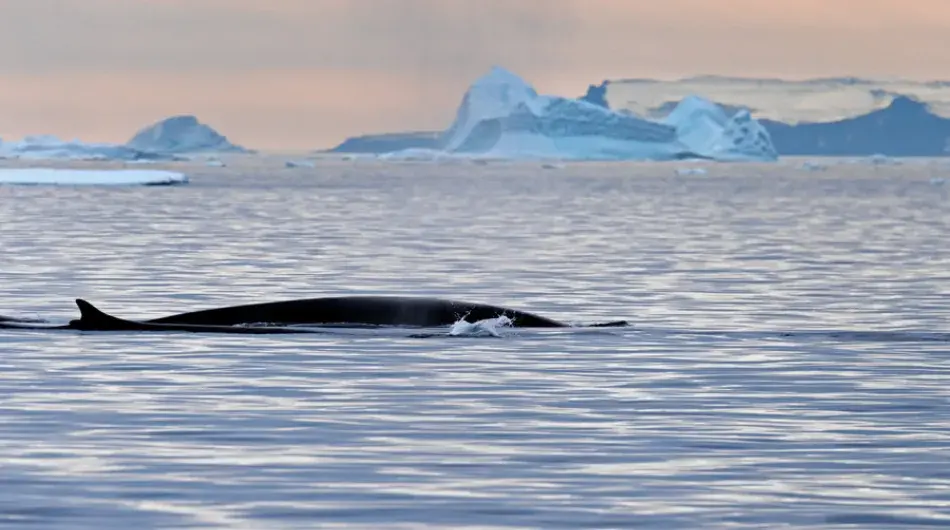 Davis strait whale