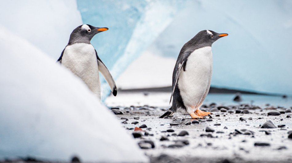 Gentoo-penguins-South-shetland-islands