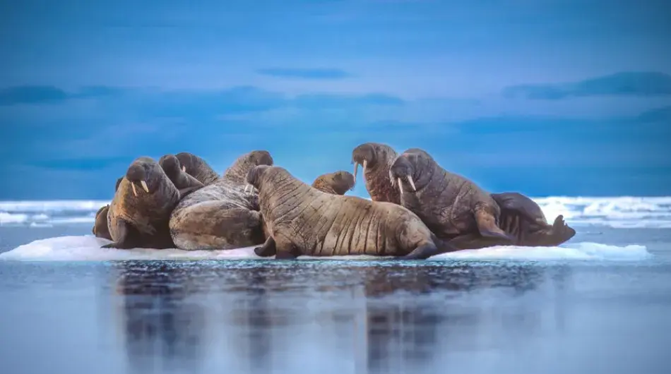 Group-of-Walrus-G_SV_CA_NWP