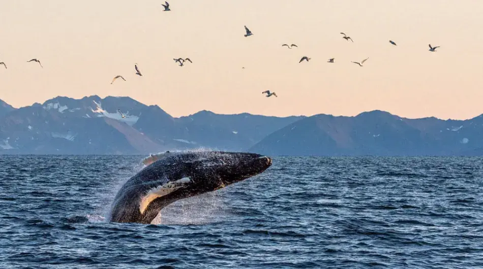 Humpback-Whale-Arctic-Ocean_G_IC_SV_CA