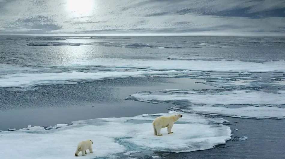 Polar-bear-icefloe_SV_CA_NWP
