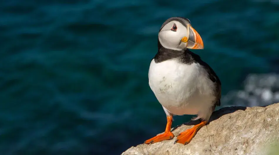 Puffin on a rock_IC_G_SV_CA
