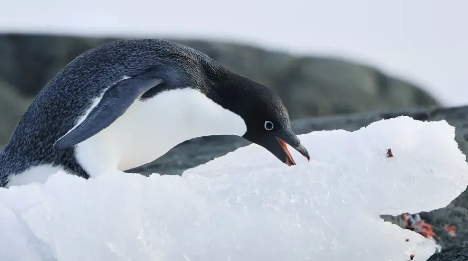 Adelie Penguin in Antarctica