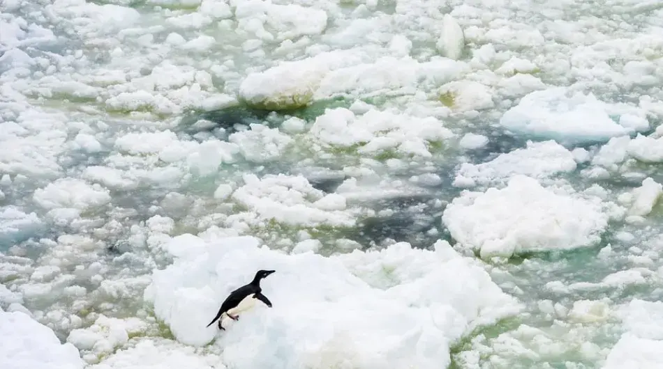 Adelie penguin on ice