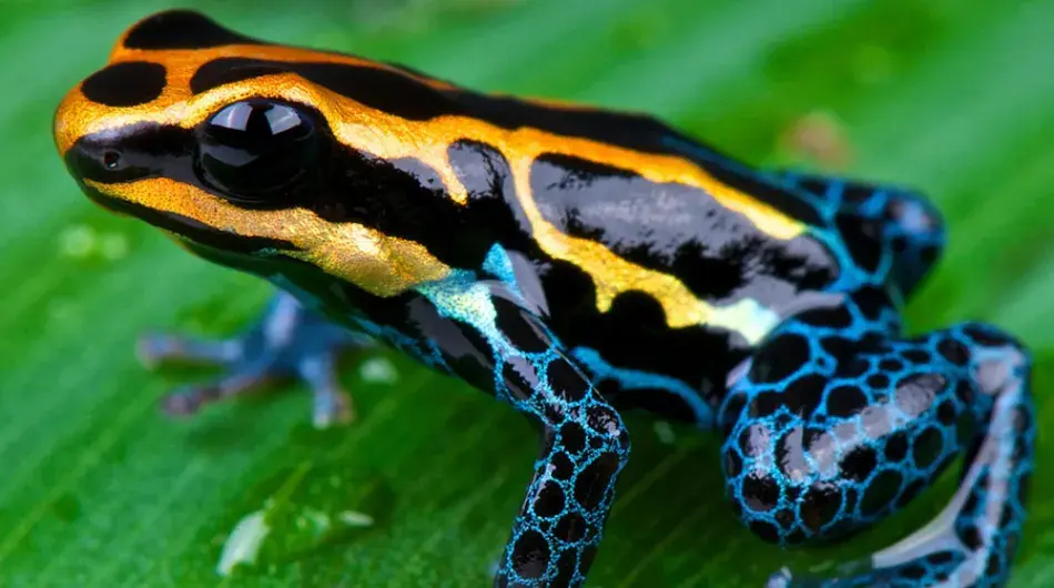 Blue and Yellow Amazon Frog