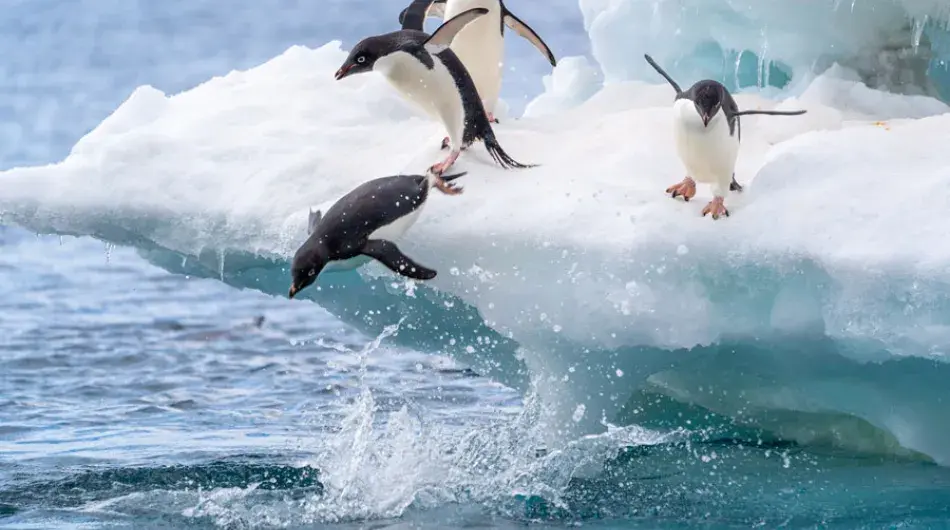 Adelie penguin jumping off iceberg