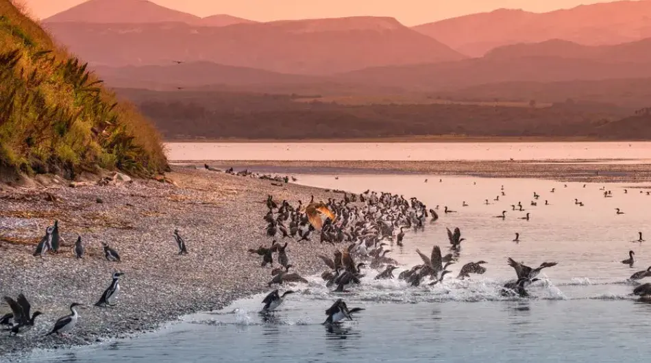 Beagle channel king cormorant