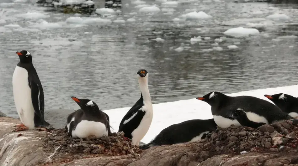 Blue Eye Shag and Penguins
